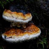 _VZ70132-DxO_DeepPRIME-XD2s-2