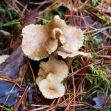 _VZ70124-DxO_DeepPRIME-XD2s-2