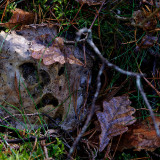 _VZ70153-DxO_DeepPRIME-XD2s-2