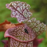 _VZ78853-DxO_DeepPRIME-XD2s-2