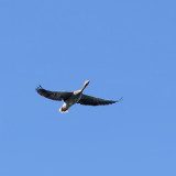 _VZ70963-DxO_DeepPRIME-XD2s-2