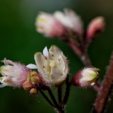 _VZ71524-2-2