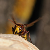 Best-of-2009-Hornisse.jpg