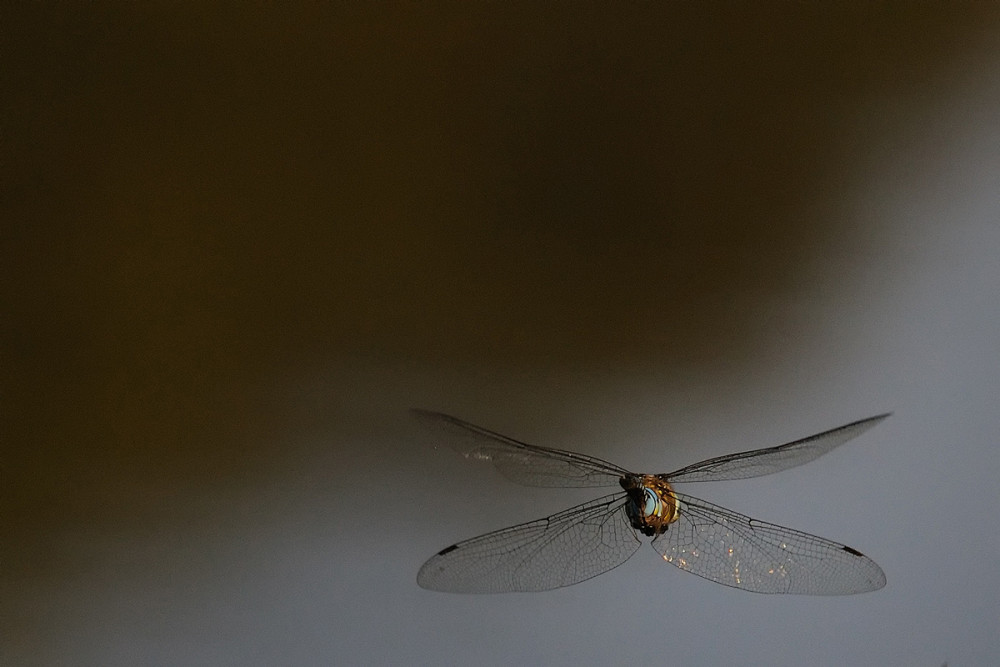 Best-of-2009-Libelle-Dechsendorf.jpg
