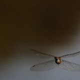 Best-of-2009-Libelle-Dechsendorf