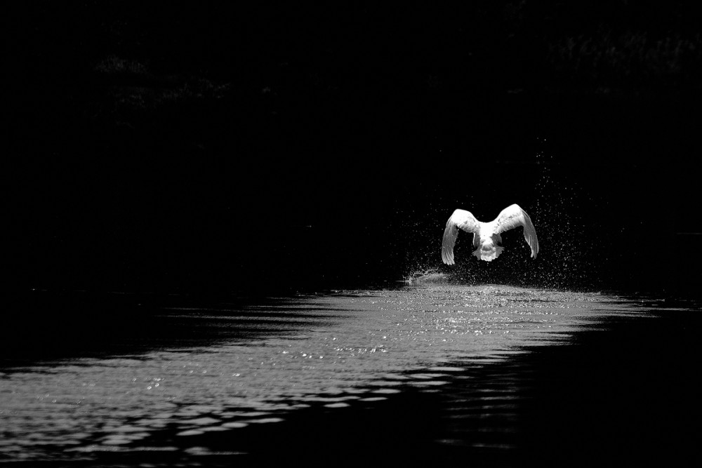 Best-of-2009-Schwan-Dechsendorf.jpg
