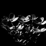 _VZ71759-SW-2