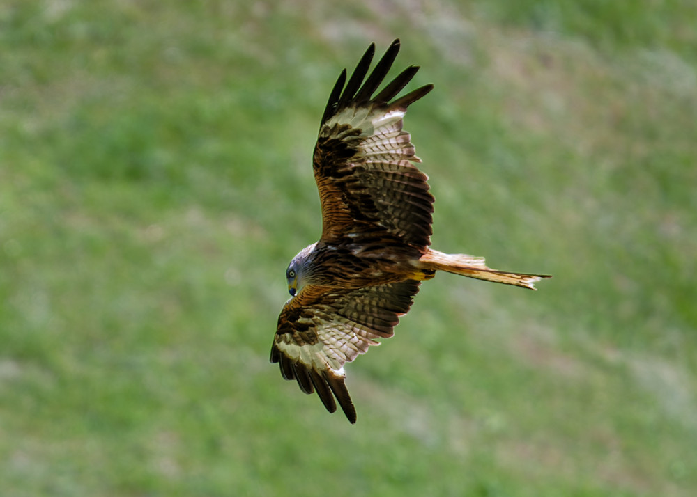 Rotmilan-auf-der-Jagd-1.jpg