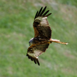 Rotmilan-auf-der-Jagd-1