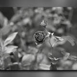 C-Kurt-Raabe.deKRZ_395_sw